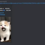 Một video TikTok đã được nhúng trực tiếp và hiển thị đầy đủ trong cuộc trò chuyện Discord, cho phép người dùng xem mà không cần rời ứng dụng.